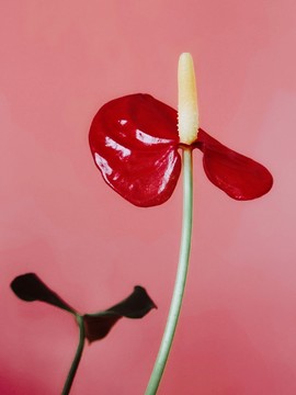 紅掌