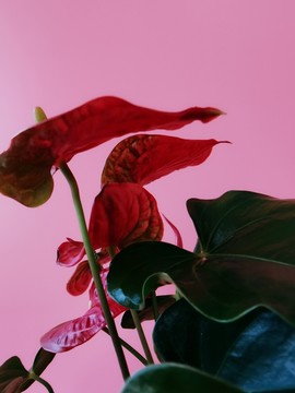紅掌