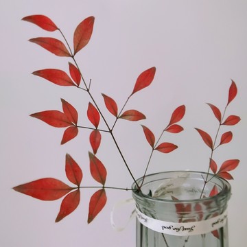 紅葉