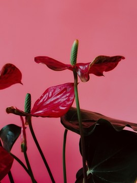 紅掌