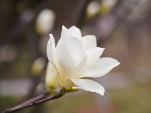一朵白玉蘭