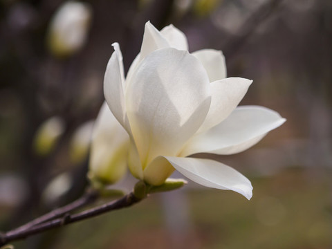 一朵白玉蘭