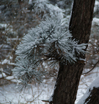雪花盛開(kāi)