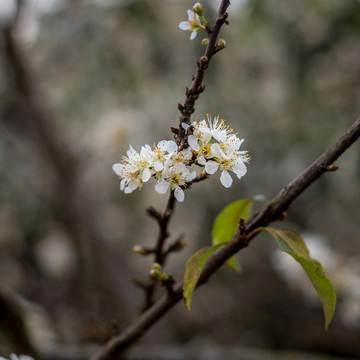 小白花碎花李花