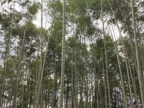 翠竹