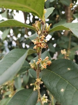 桂花開
