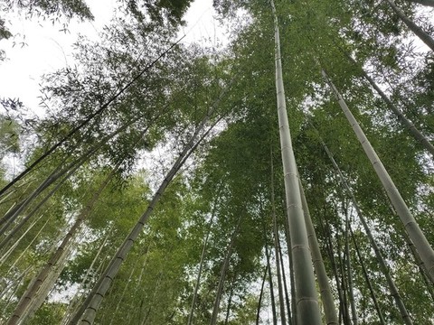 竹子