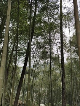 竹林
