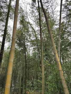 翠竹