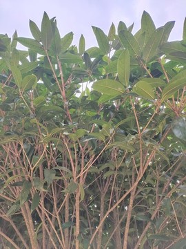 桂花樹枝葉特寫