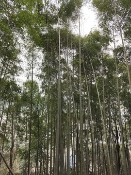 竹子
