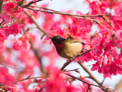 櫻花鳥叉尾太陽鳥國風(fēng)國潮春天