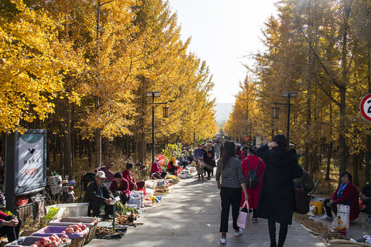 中國山東萊州崖上村銀杏旅游大道