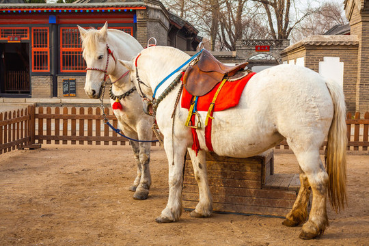 兩只白馬在馬廄前
