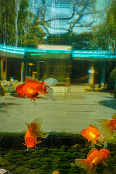紅鎏金金魚