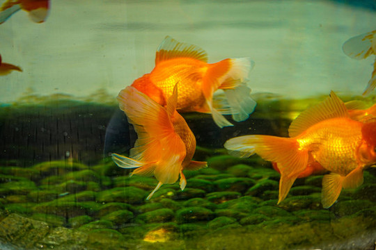紅獅頭金魚