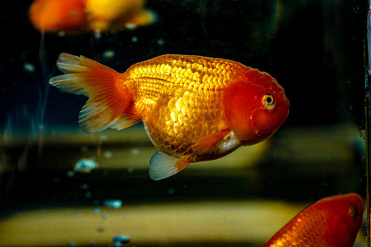 金魚