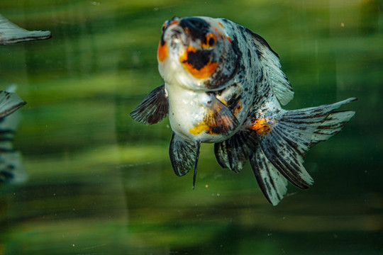 五花鎏金金魚