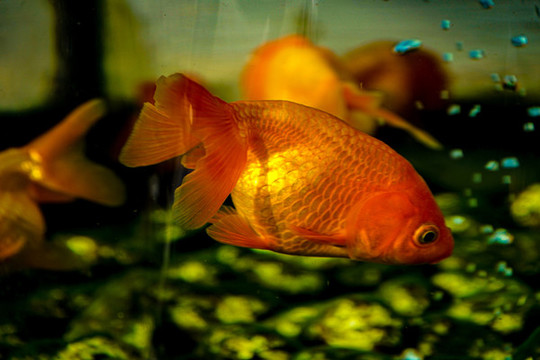 金魚(yú)