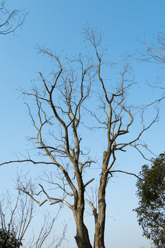 老樹枝