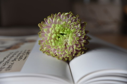 菊花