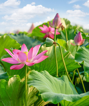 池塘的荷花