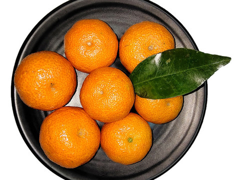 砂糖橘