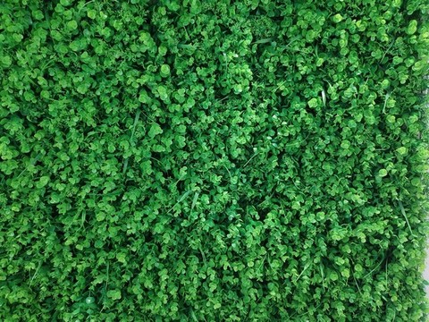 綠植墻