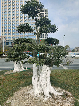 羅漢松