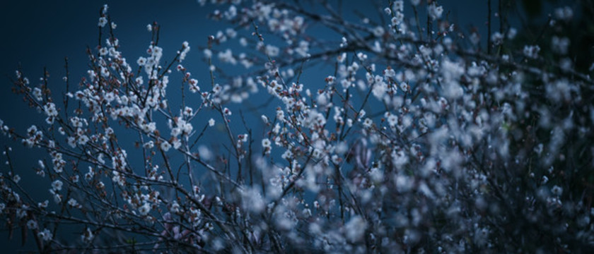 梅花