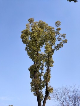 樹