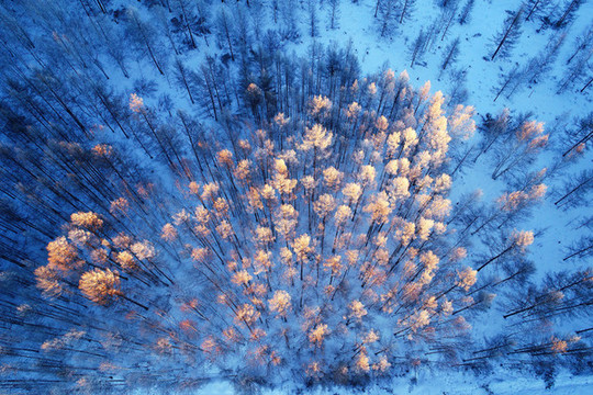林海雪原红树林风景