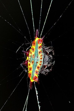 蜘蛛捕食