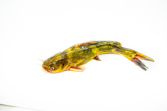 黃骨魚