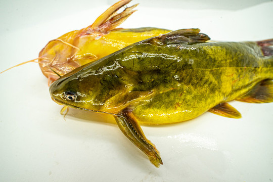 昂刺魚