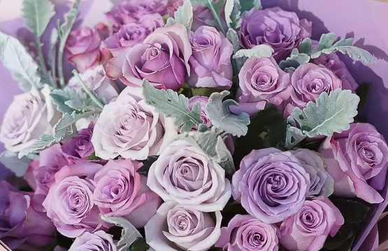 紫色玫瑰花