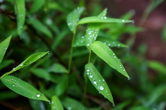 綠色青草
