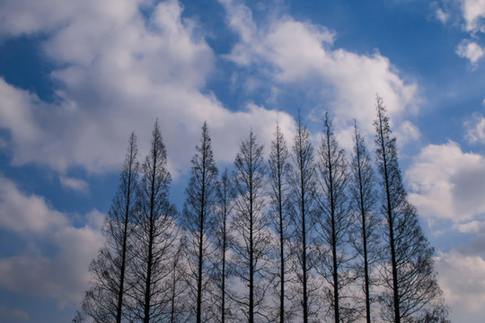上海植物園藍(lán)天白云下的杉木林