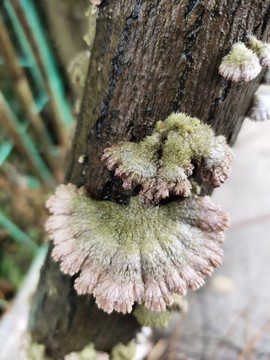 野生菌