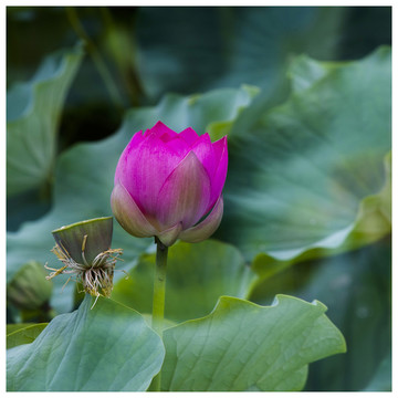 荷花