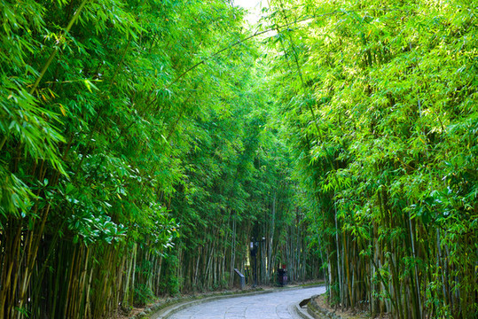 竹林景觀路