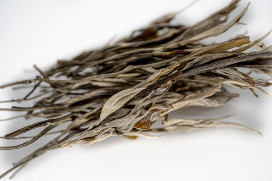 普洱古樹茶