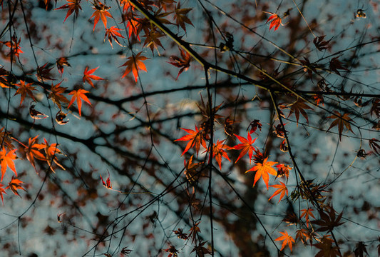 紅葉