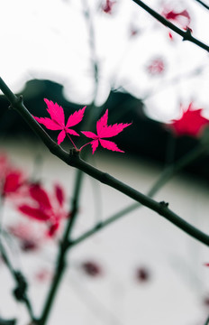 紅葉