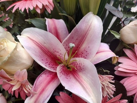 百合花
