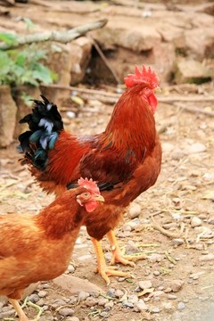 土雞