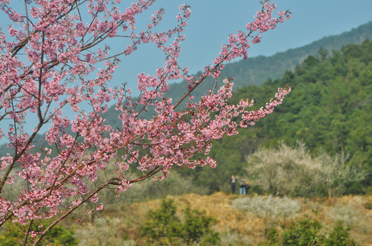 梁化梅園