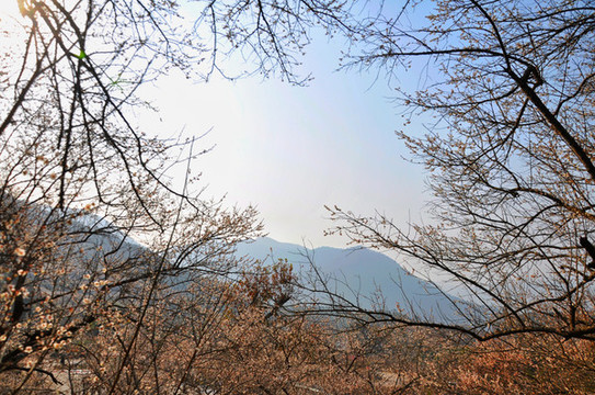 梁化梅園