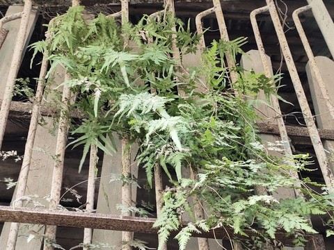 綠植