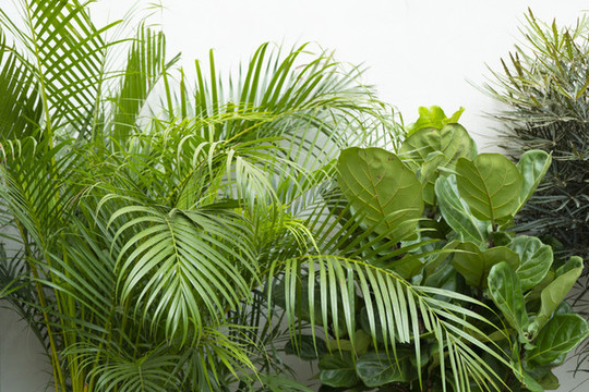 綠植盆栽